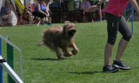 IMG_moosen_2018_339