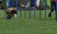 IMG_moosen_2018_354