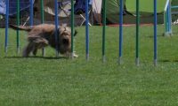 IMG_moosen_2018_355
