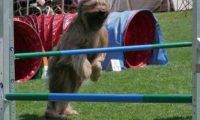 IMG_moosen_2018_356