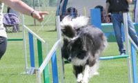IMG_moosen_2018_359