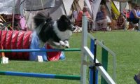 IMG_moosen_2018_366