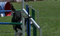 IMG_moosen_2018_376