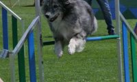 IMG_moosen_2018_379