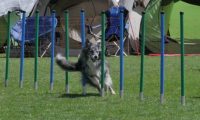 IMG_moosen_2018_390