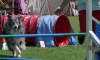 IMG_moosen_2018_395