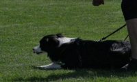 IMG_moosen_2018_404