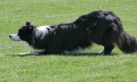 IMG_moosen_2018_405