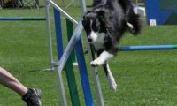 IMG_moosen_2018_407
