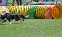 IMG_moosen_2018_416