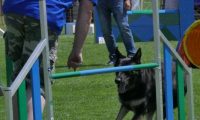 IMG_moosen_2018_417