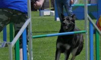 IMG_moosen_2018_418