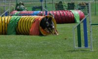 IMG_moosen_2018_432