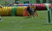 IMG_moosen_2018_434