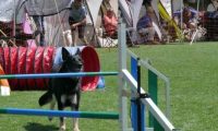 IMG_moosen_2018_438