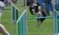 IMG_moosen_2018_442