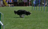 IMG_moosen_2018_447