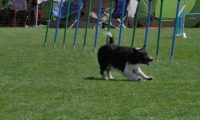 IMG_moosen_2018_449