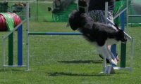 IMG_moosen_2018_450