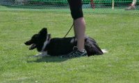 IMG_moosen_2018_460