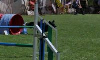 IMG_moosen_2018_463