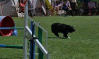 IMG_moosen_2018_464
