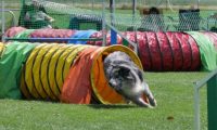 IMG_moosen_2018_490