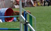 IMG_moosen_2018_497