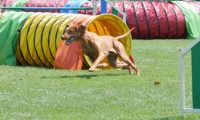IMG_moosen_2018_509