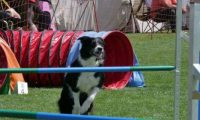 IMG_moosen_2018_518