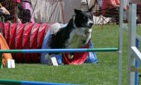 IMG_moosen_2018_519