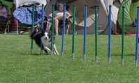 IMG_moosen_2018_530