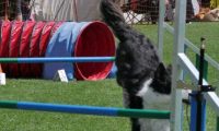 IMG_moosen_2018_534