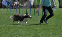 IMG_moosen_2018_539