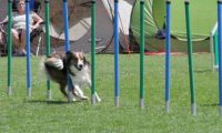 IMG_moosen_2018_546
