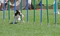 IMG_moosen_2018_547