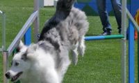IMG_moosen_2018_551