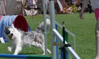 IMG_moosen_2018_552