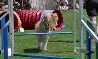 IMG_moosen_2018_561