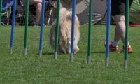 IMG_moosen_2018_572