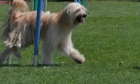 IMG_moosen_2018_575