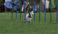 IMG_moosen_2018_585