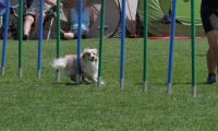 IMG_moosen_2018_591