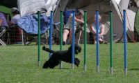 IMG_moosen_2018_602