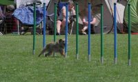 IMG_moosen_2018_620