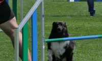IMG_moosen_2018_626