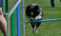 IMG_moosen_2018_627