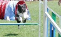 IMG_moosen_2018_636