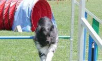 IMG_moosen_2018_638