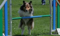 IMG_moosen_2018_640